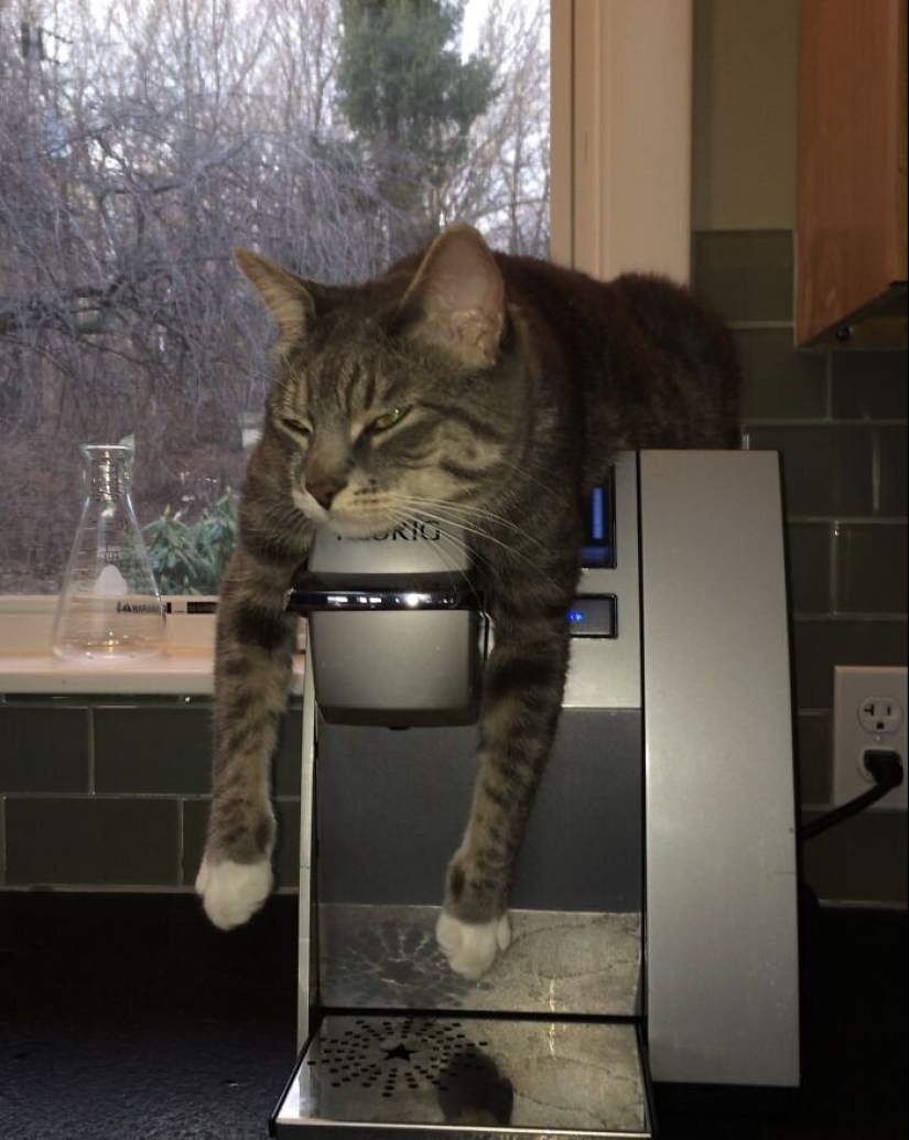 "Master, stop working!": 30 furry assistants in quarantine