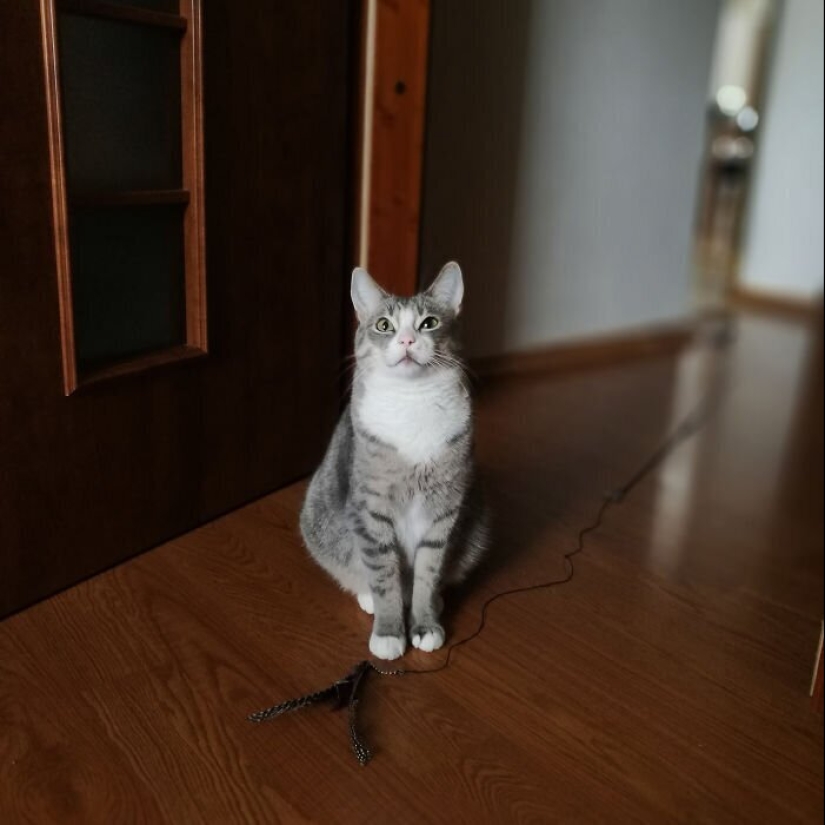 "Master, stop working!": 30 furry assistants in quarantine