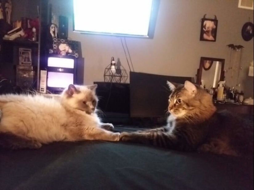 "Master, stop working!": 30 furry assistants in quarantine