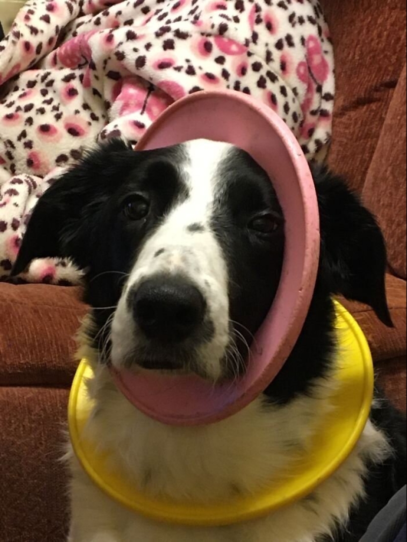 "Master, stop working!": 30 furry assistants in quarantine