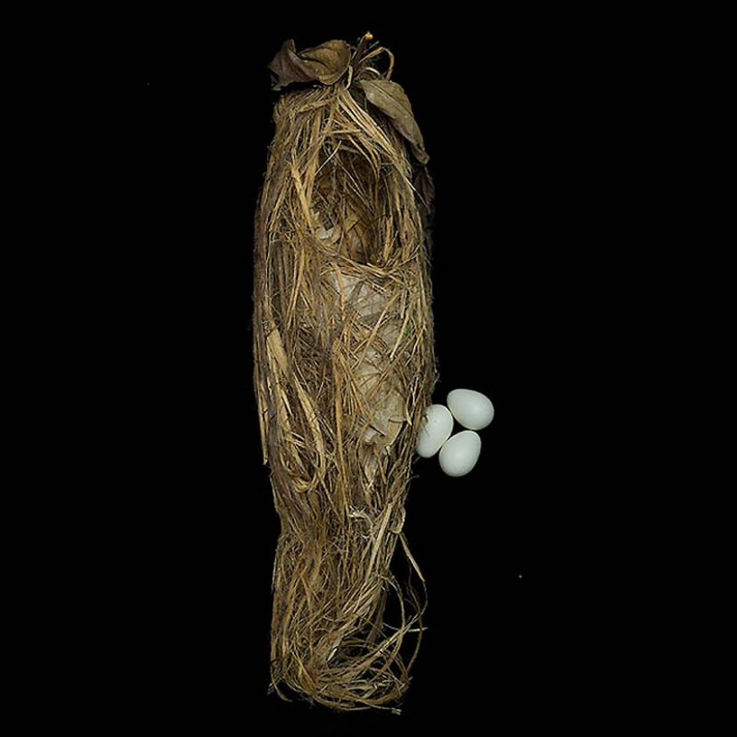 Masterpieces of natural architecture-bird nests