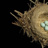 Masterpieces of natural architecture-bird nests Masterpieces of natural architecture-bird nests