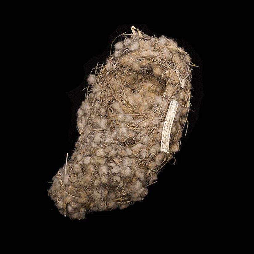 Masterpieces of natural architecture-bird nests