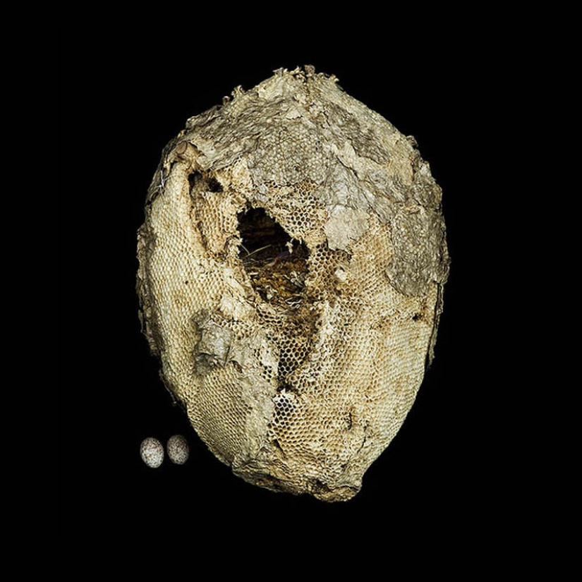 Masterpieces of natural architecture-bird nests