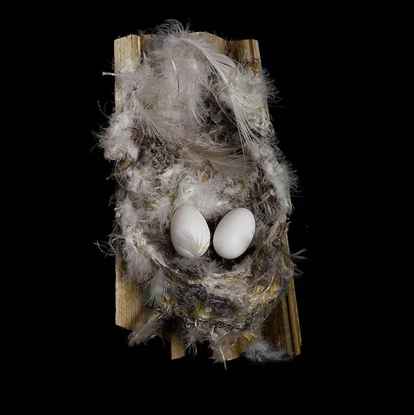 Masterpieces of natural architecture-bird nests