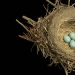 Masterpieces of natural architecture-bird nests Masterpieces of natural architecture-bird nests