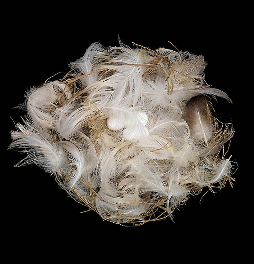 Masterpieces of natural architecture-bird nests