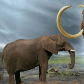 Mastodons and mammoths - how did the ancient ancestors of elephants differ Mastodons and mammoths - how did the ancient ancestors of elephants differ