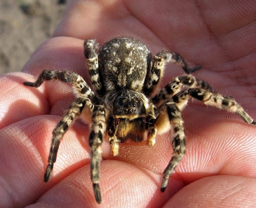 Meet Mizgir — domestic response exotic tarantulas