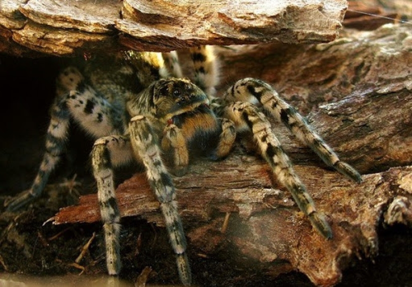 Meet Mizgir — domestic response exotic tarantulas