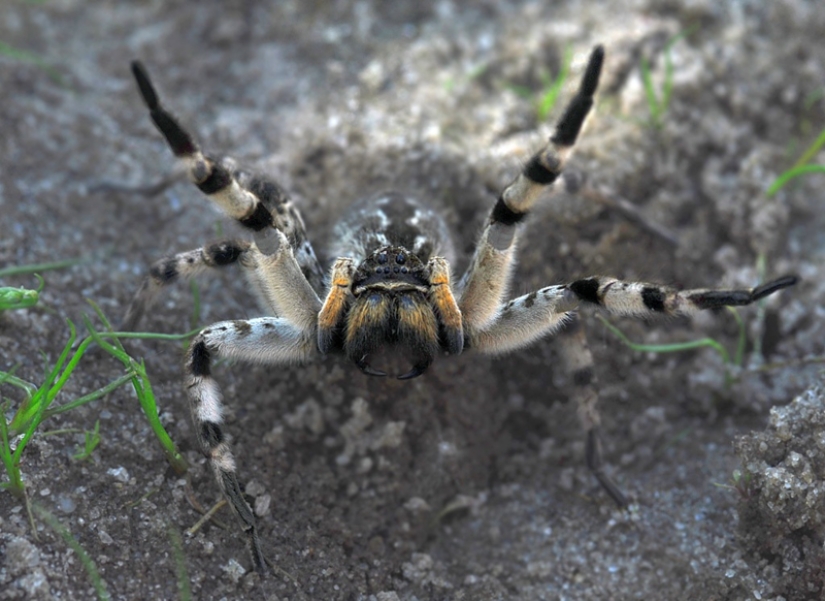 Meet Mizgir — domestic response exotic tarantulas