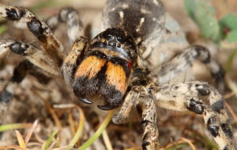 Meet Mizgir — domestic response exotic tarantulas