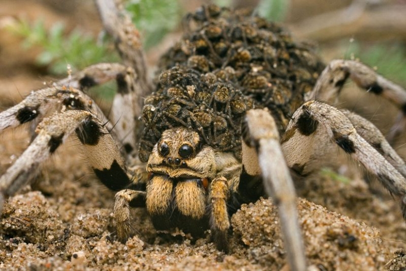 Meet Mizgir — domestic response exotic tarantulas