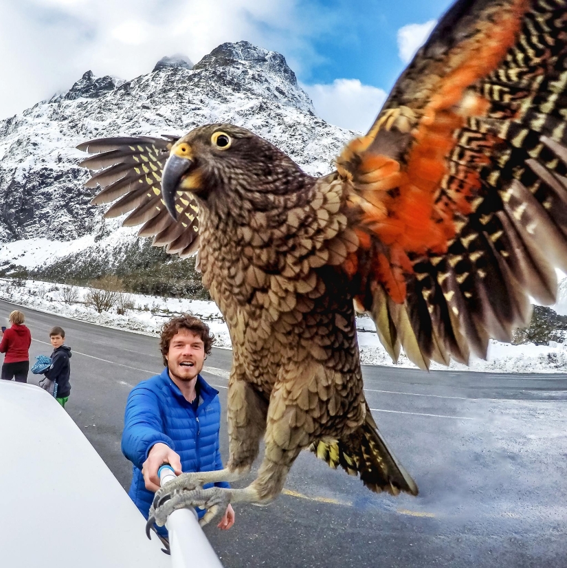 Meet the predatory mountain parrot kea from New Zealand, a thunderstorm of sheep and tourists