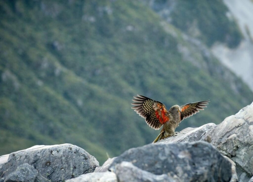 Meet the predatory mountain parrot kea from New Zealand, a thunderstorm of sheep and tourists