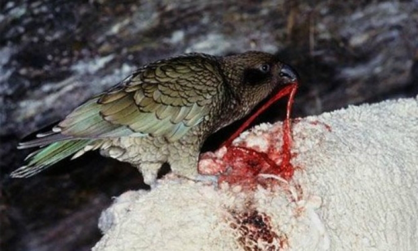 Meet the predatory mountain parrot kea from New Zealand, a thunderstorm of sheep and tourists