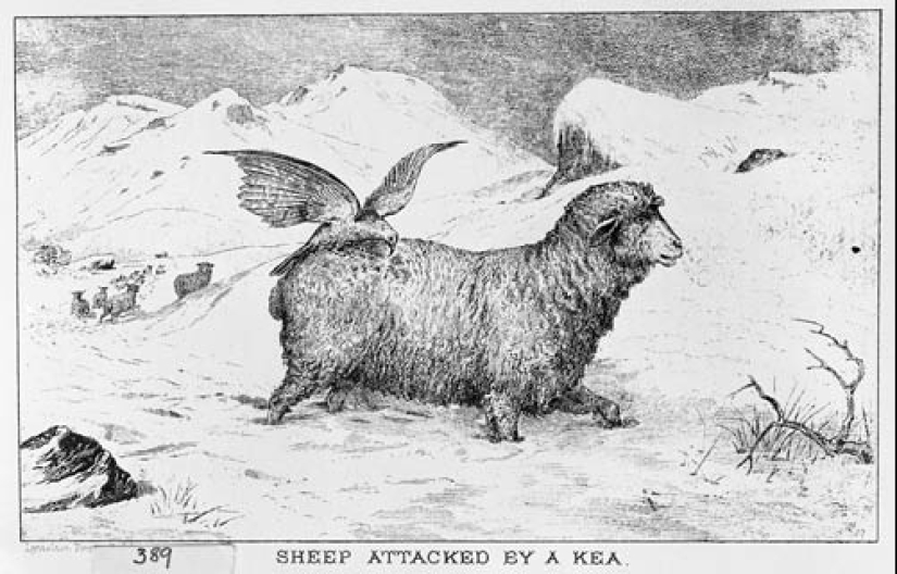 Meet the predatory mountain parrot kea from New Zealand, a thunderstorm of sheep and tourists