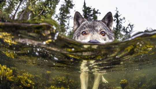 Meet the rare sea wolves that live near the ocean and swim in it for hours
