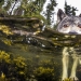 Meet the rare sea wolves that live near the ocean and swim in it for hours Meet the rare sea wolves that live near the ocean and swim in it for hours