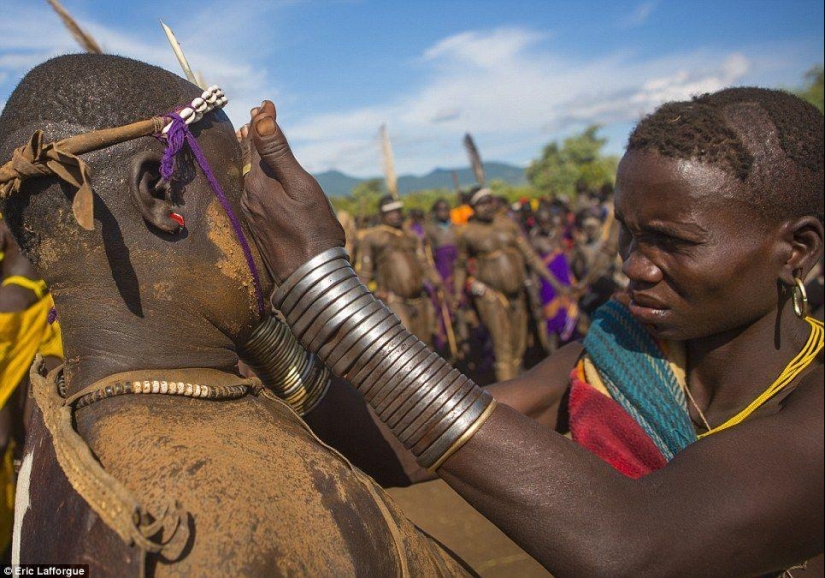 Men of an Ethiopian tribe drink blood with milk to get the title of the fattest resident of the village