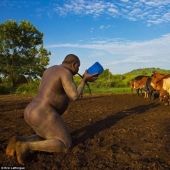Men of an Ethiopian tribe drink blood with milk to get the title of the fattest resident of the village Men of an Ethiopian tribe drink blood with milk to get the title of the fattest resident of the village