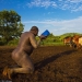 Men of an Ethiopian tribe drink blood with milk to get the title of the fattest resident of the village Men of an Ethiopian tribe drink blood with milk to get the title of the fattest resident of the village