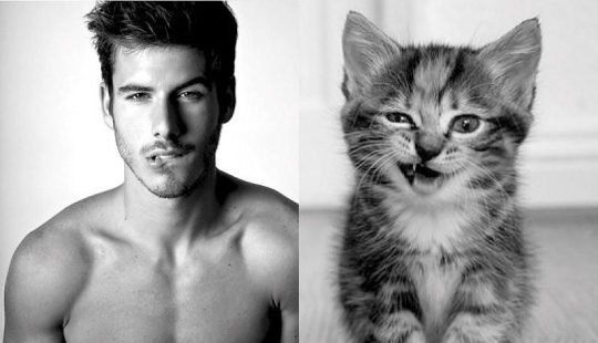 Men vs Cats Men vs Cats
