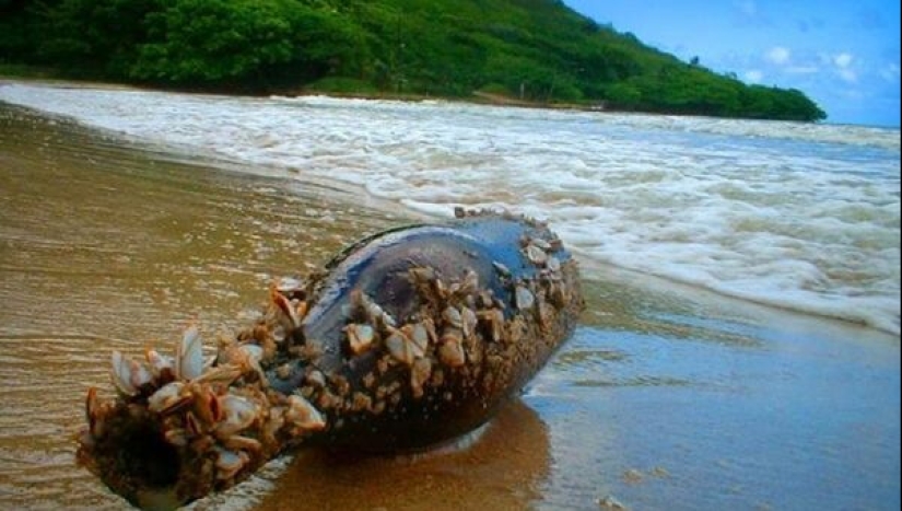 Mensajes perdidos en el océano: ¿Quién envió correo en botellas y por qué? Mensajes perdidos en el océano: ¿Quién envió correo en botellas y por qué?