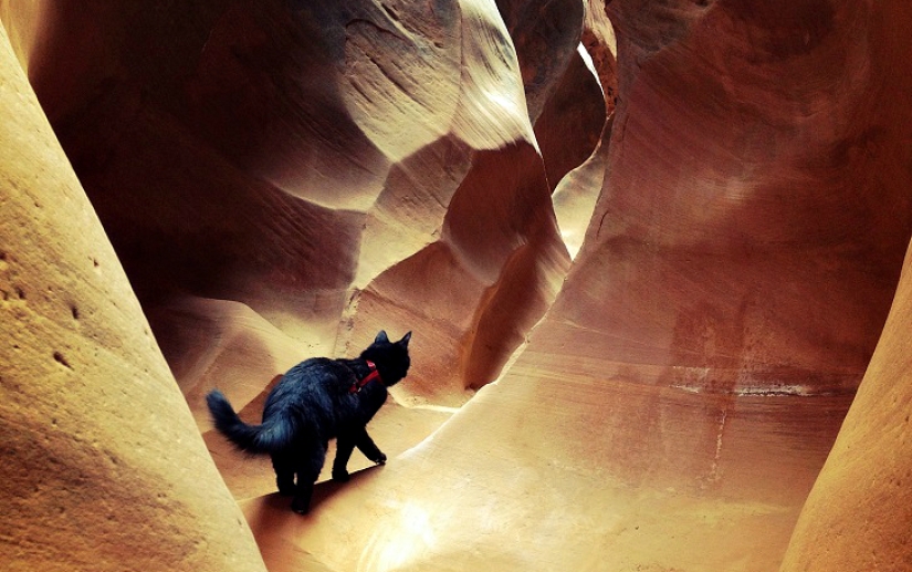 Mi escalador: el primer gato escalador del mundo