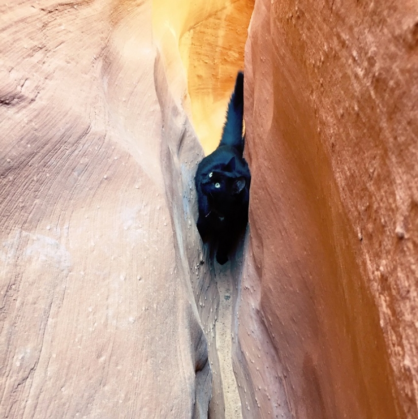Mi escalador: el primer gato escalador del mundo