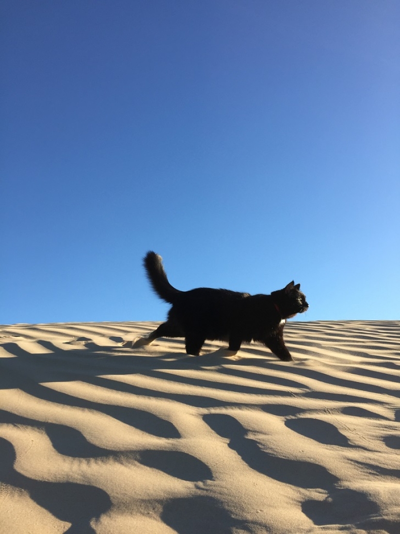 Mi escalador: el primer gato escalador del mundo