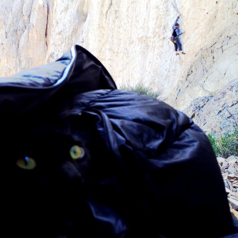 Mi escalador: el primer gato escalador del mundo