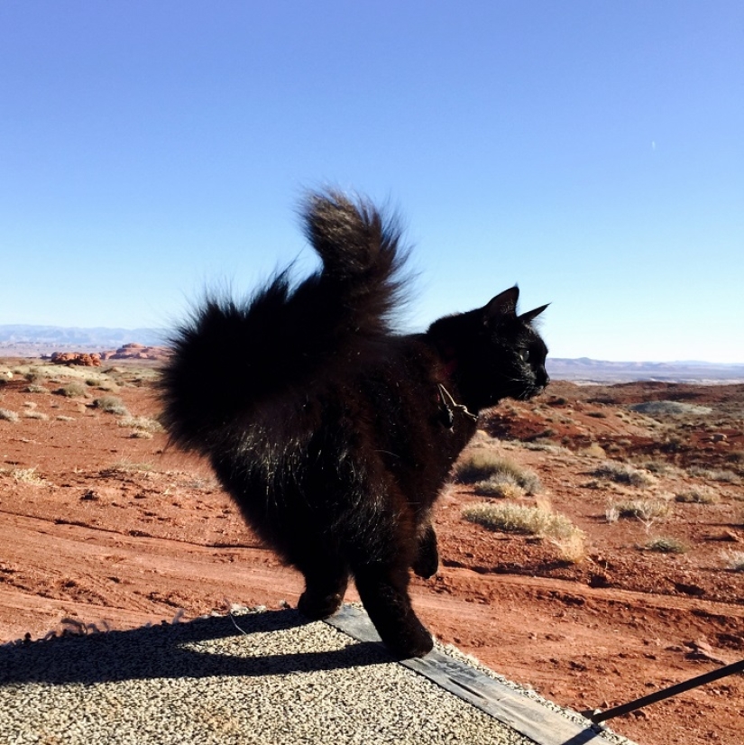 Mi escalador: el primer gato escalador del mundo
