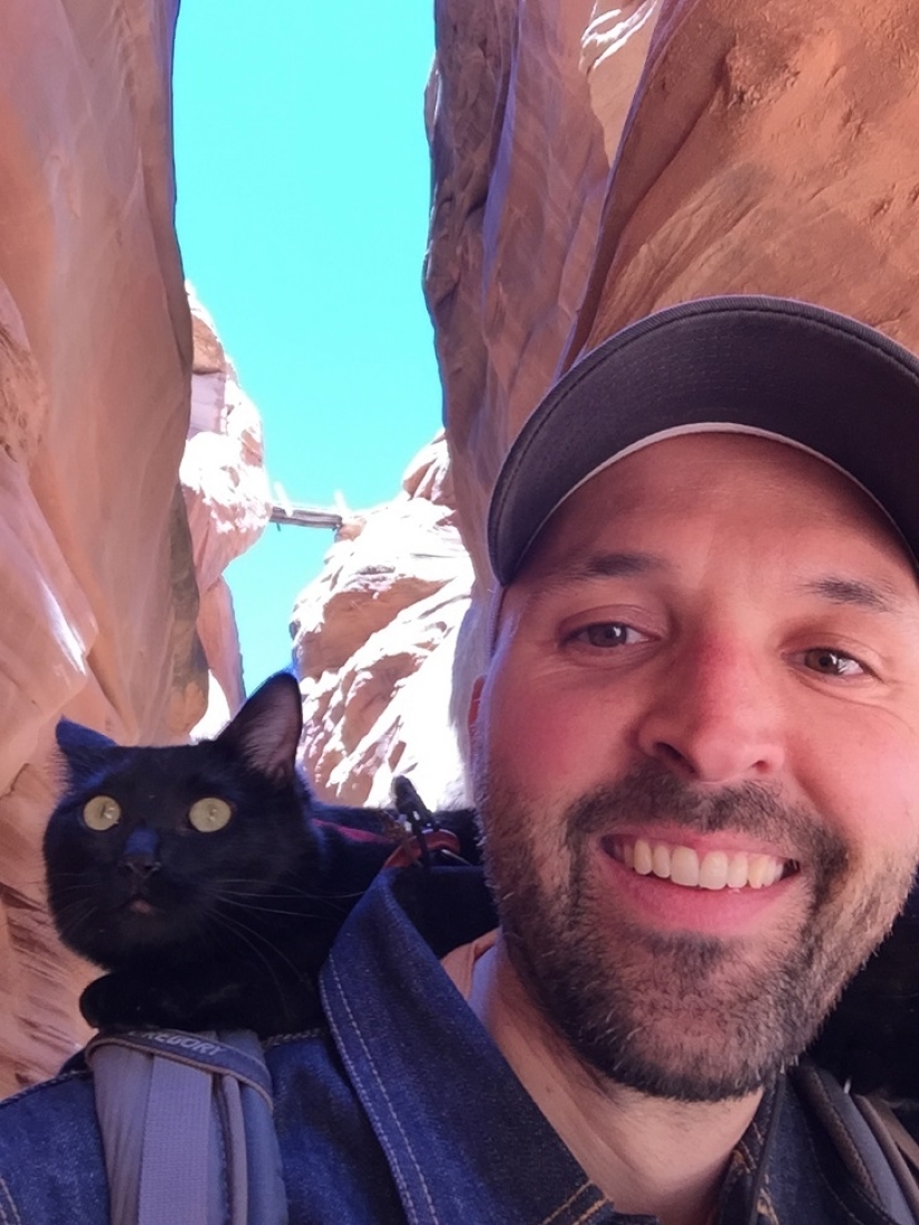 Mi escalador: el primer gato escalador del mundo