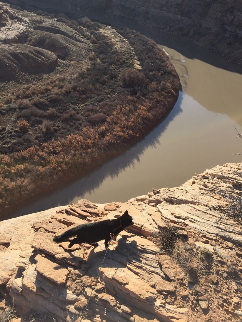 Mi escalador: el primer gato escalador del mundo