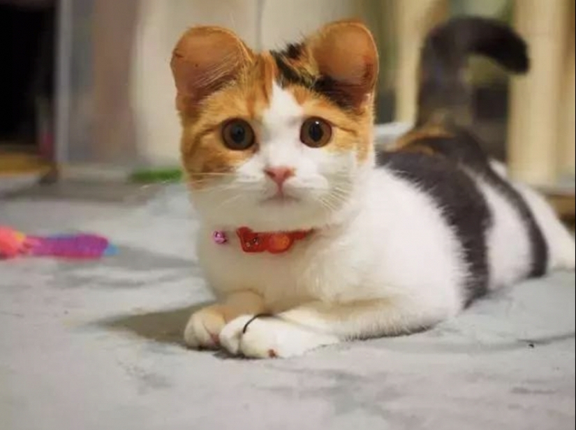 Mickey Mouse ears: People mutilate their dogs and cats to make them cute Mickey Mouse ears: People mutilate their dogs and cats to make them cute