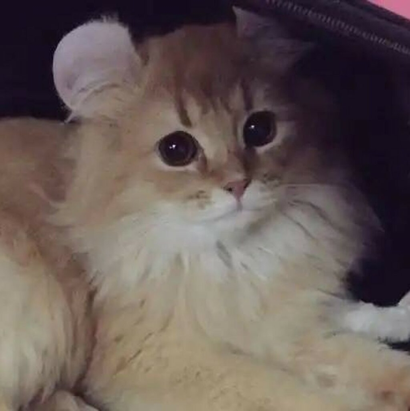 Mickey Mouse ears: People mutilate their dogs and cats to make them cute Mickey Mouse ears: People mutilate their dogs and cats to make them cute