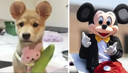 Mickey Mouse ears: People mutilate their dogs and cats to make them cute