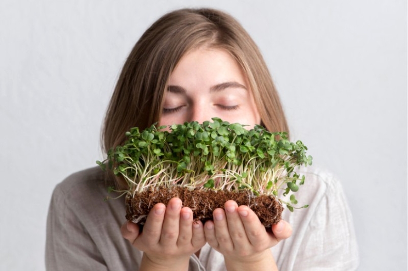 Microgreens: cómo cultivar, beneficios y daños Microgreens: cómo cultivar, beneficios y daños