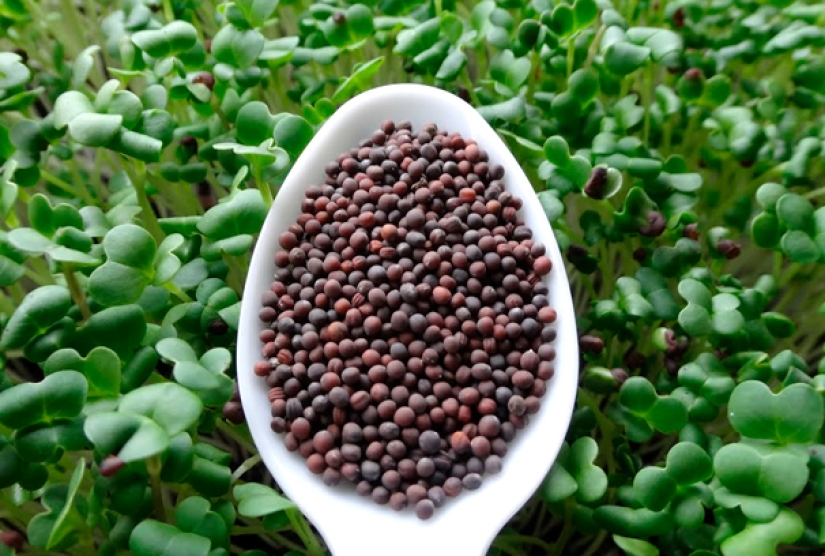 Microgreens: cómo cultivar, beneficios y daños Microgreens: cómo cultivar, beneficios y daños