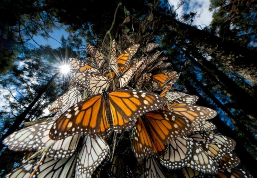 Migración de mariposas monarca Migración de mariposas monarca