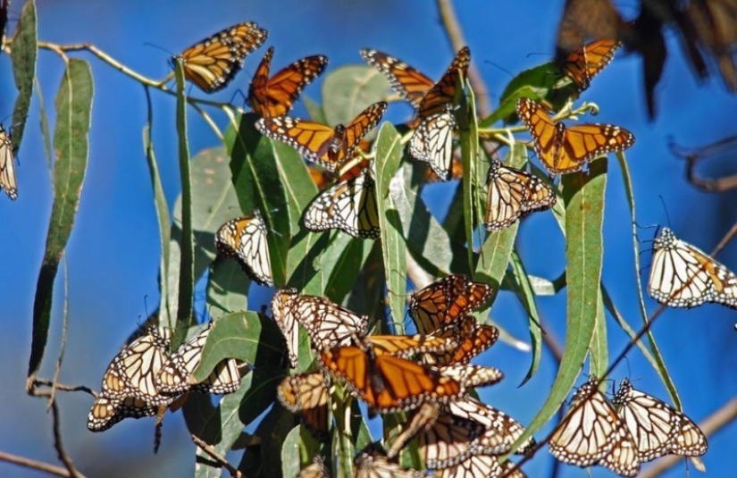 Migración de mariposas monarca Migración de mariposas monarca