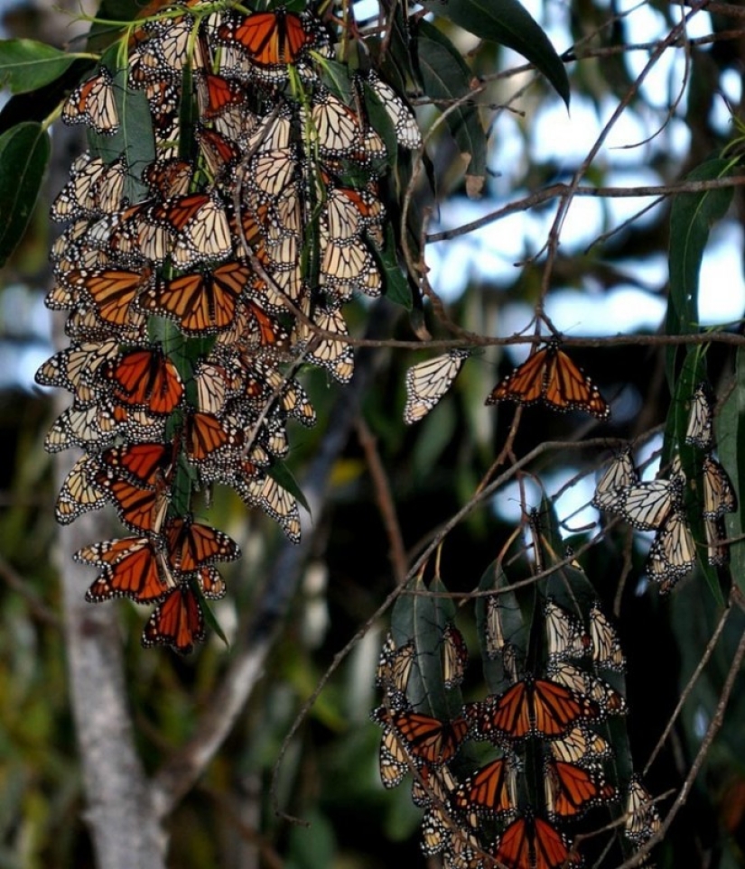 Migración de mariposas monarca Migración de mariposas monarca