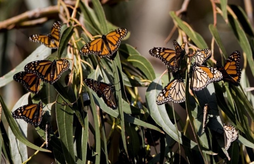 Migración de mariposas monarca Migración de mariposas monarca