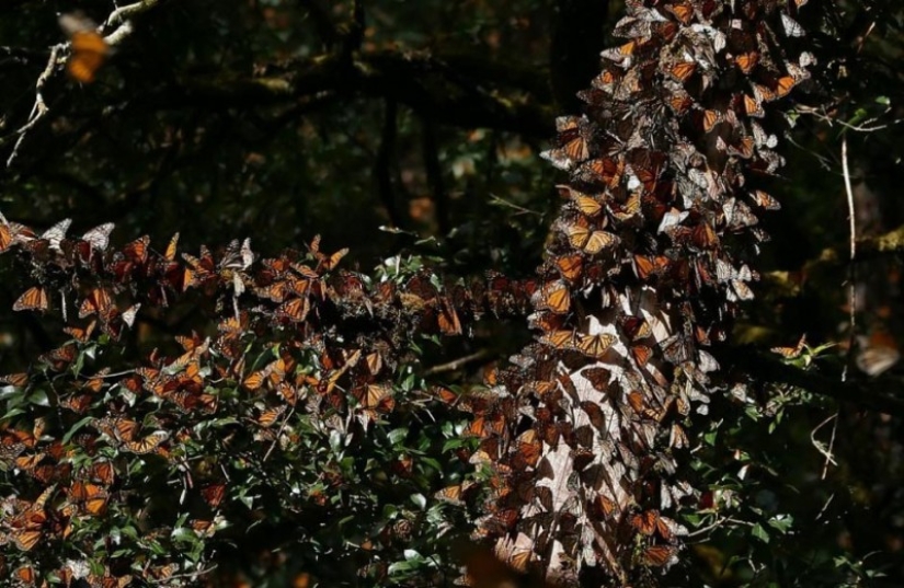 Migración de mariposas monarca Migración de mariposas monarca