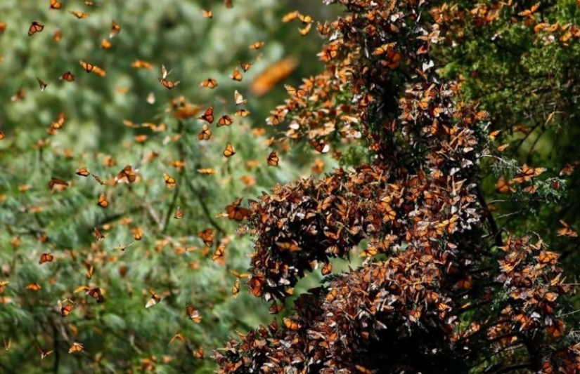 Migración de mariposas monarca Migración de mariposas monarca