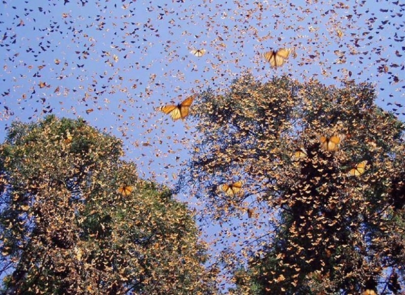 Migración de mariposas monarca Migración de mariposas monarca