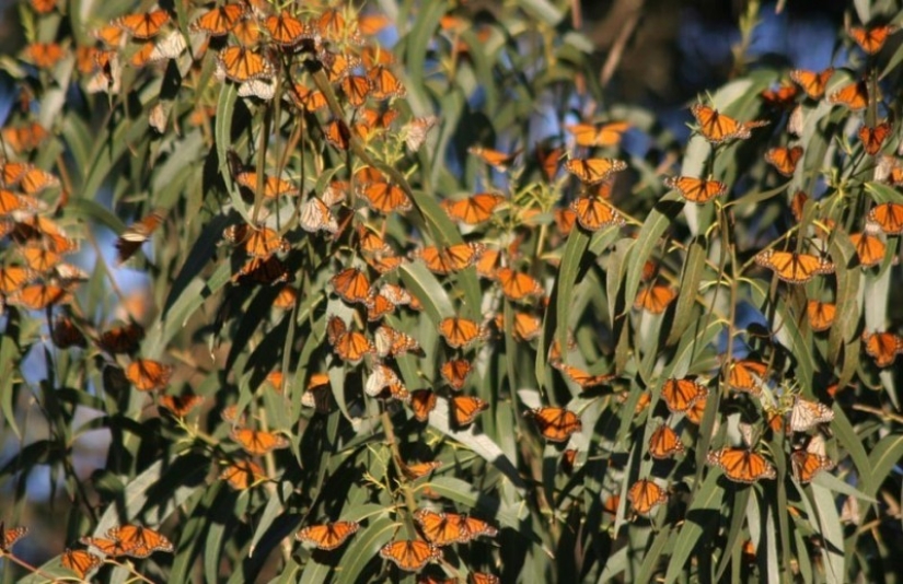 Migración de mariposas monarca Migración de mariposas monarca