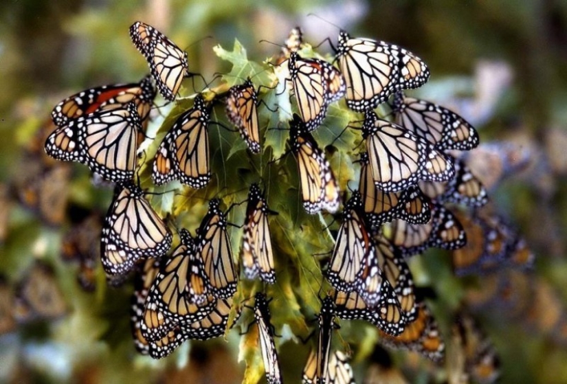 Migración de mariposas monarca Migración de mariposas monarca