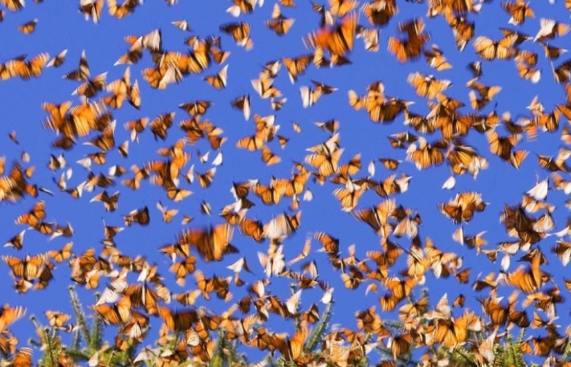 Migración de mariposas monarca Migración de mariposas monarca